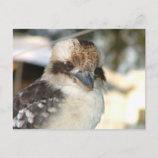 Kookaburra Postcard Postkarte