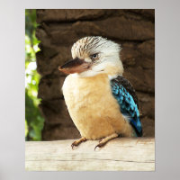 Kookaburra