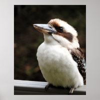 Kookaburra