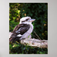 Kookaburra Poster