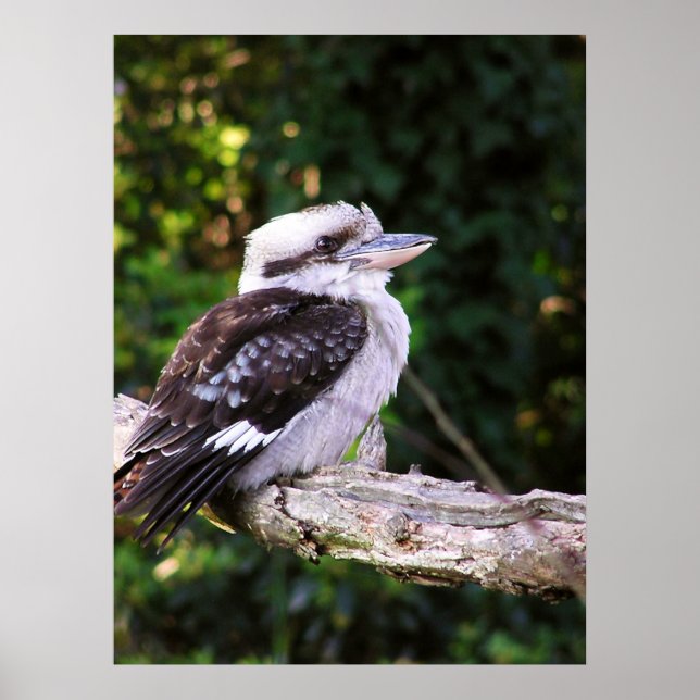 Kookaburra Poster (Vorne)