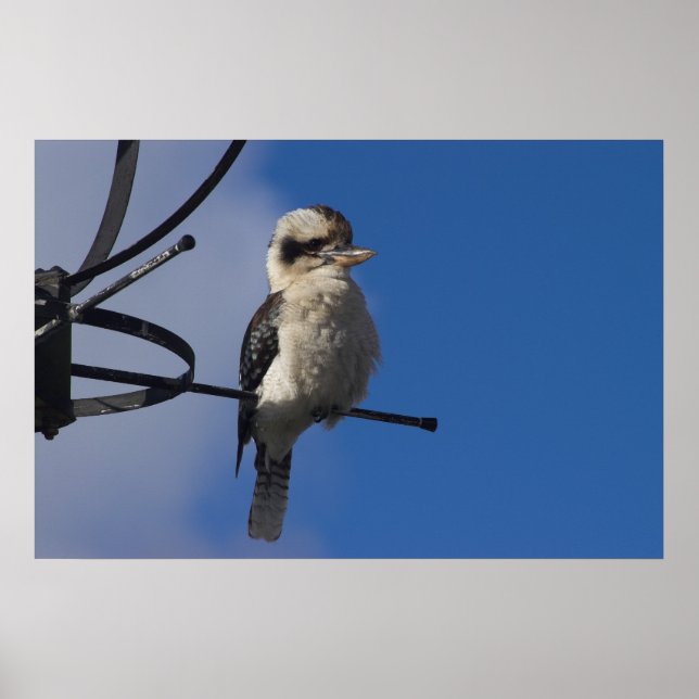 Kookaburra Poster (Vorne)