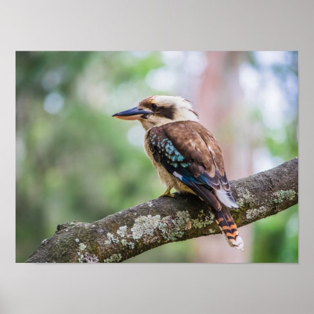 Kookaburra Poster (Vorne)
