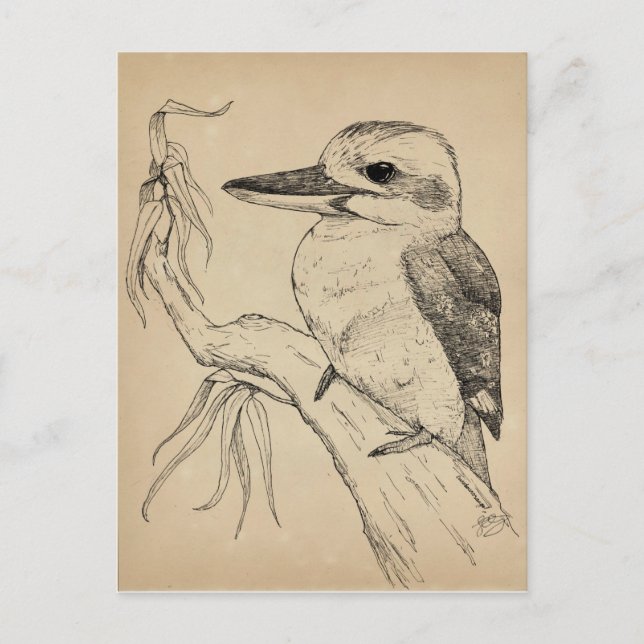 Kookaburra Postkarte (Vorderseite)