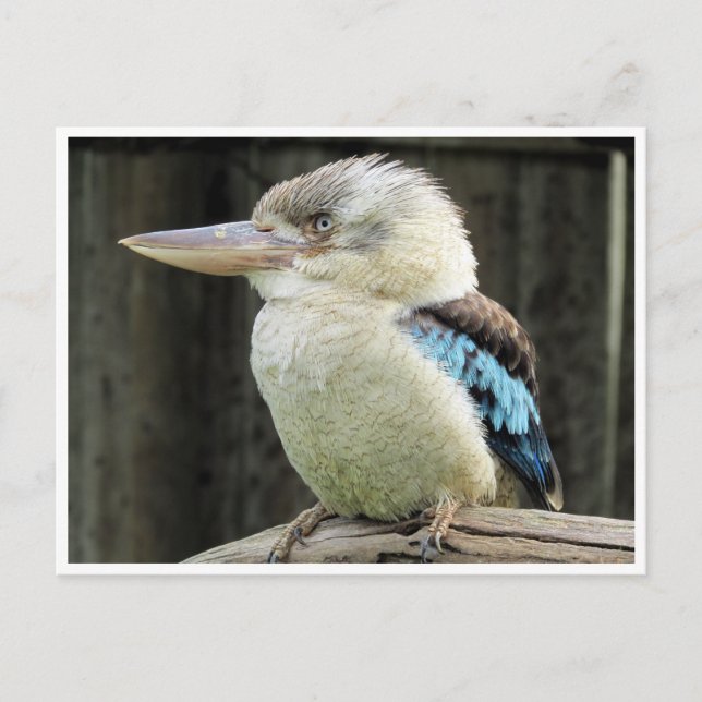 Kookaburra Postkarte (Vorderseite)