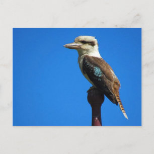 Kookaburra Postkarte