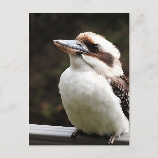 Kookaburra Postkarte (Vorderseite)