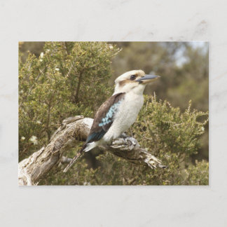Kookaburra Postkarte