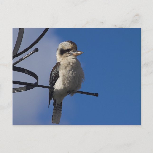 Kookaburra Postkarte (Vorderseite)