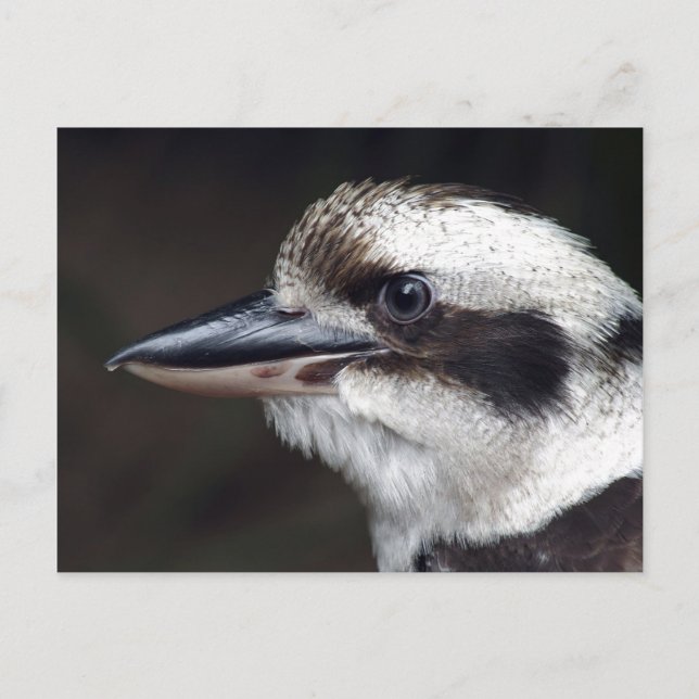 Kookaburra Postkarte (Vorderseite)