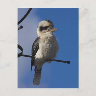 Kookaburra Postkarte