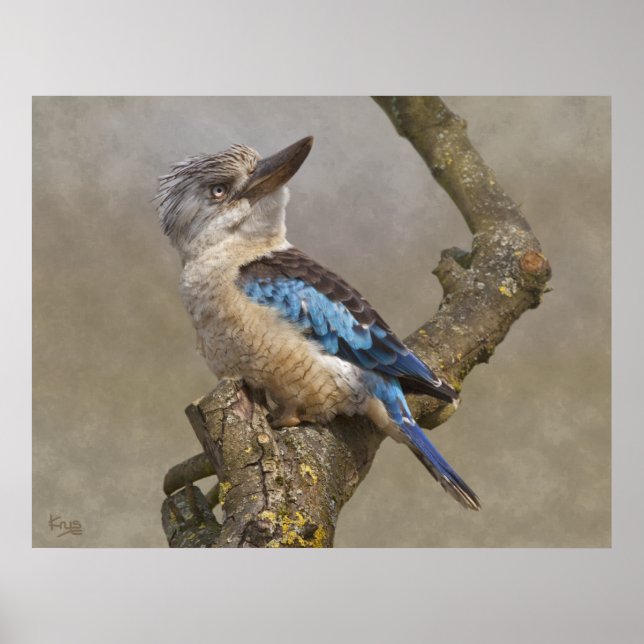 Kookaburra Print Poster (Vorne)