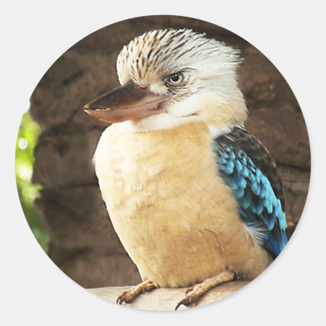 Kookaburra Runder Aufkleber (Vorderseite)