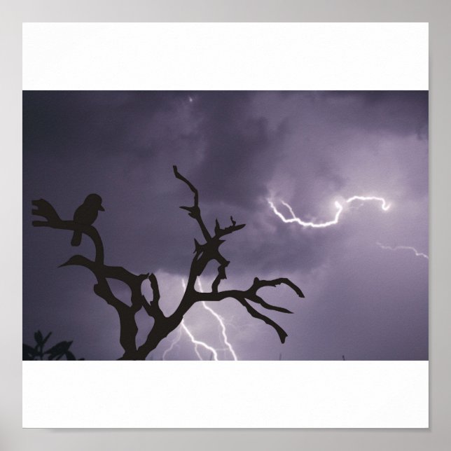 Kookaburra Storm Poster (Vorne)