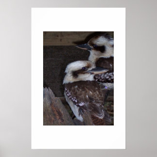 Kookaburras Poster