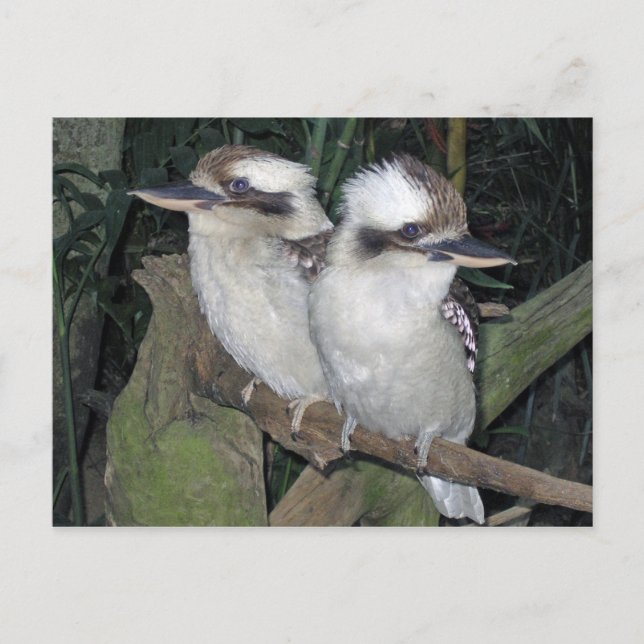 Kookaburras Postkarte (Vorderseite)