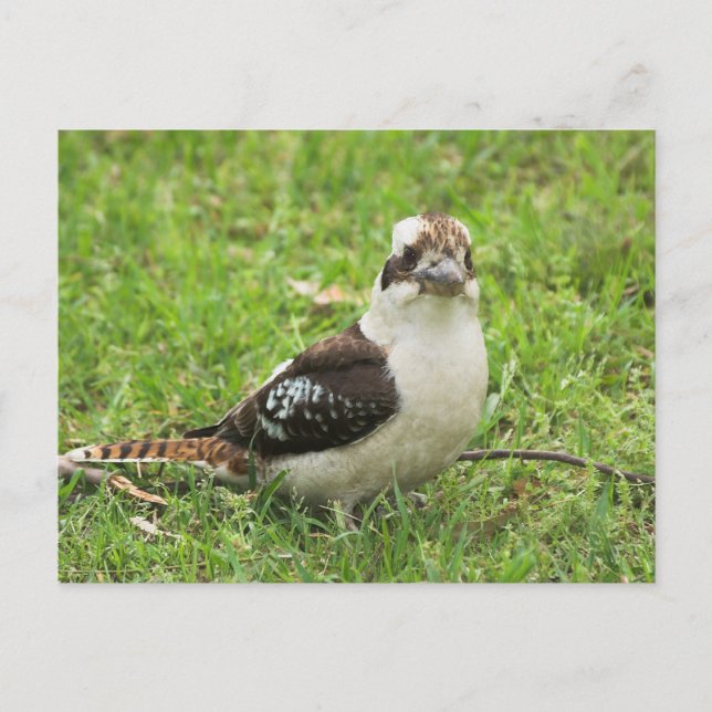 Kookabuura Postkarte (Vorderseite)