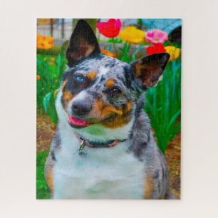 Koolie Hund. Puzzle