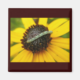 Koordination von Elementen der Moth-Raupe im gemei Magnet