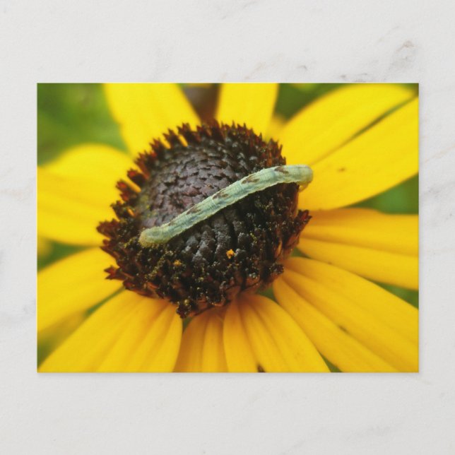 Koordination von Elementen der Moth-Raupe im gemei Postkarte (Vorderseite)