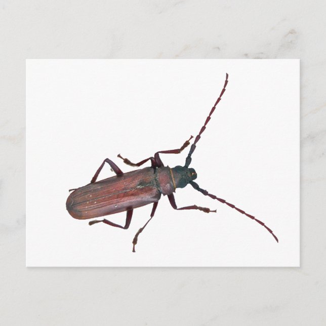 Koordinationselemente für langgestreckte Käfer Postkarte (Vorderseite)