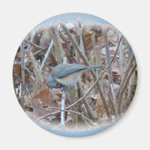 Koordinierelemente von Tufted Titmouse Songbird Magnet