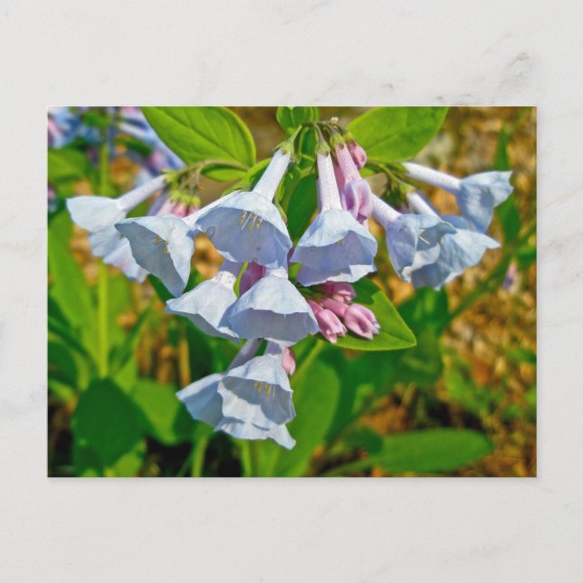 Koordinierte Elemente von Virginia Bluebells Postkarte (Vorderseite)