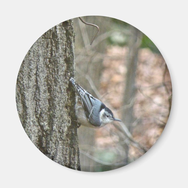 Koordinierte Gegenstände von Slate Gray Nuthatch S Magnet (Vorne)