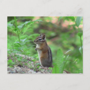 Kooskooskia Idaho Mammals Deer Animals Chipmunk Postkarte