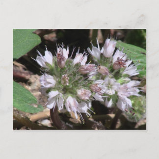 Kooskoskia Idaho Blume Botany Wildblume Postkarte