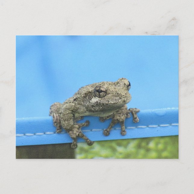 Kopes Tree Frog hängt aus Postkarte (Vorderseite)