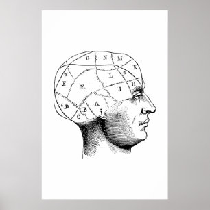 Kopf Anatomie Illustrationsposter Poster