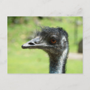 Kopf" Aufschlag eines Emus im Zoo von Auckland Postkarte