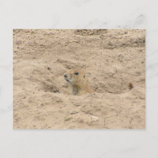 Kopf aus der Last Postkarte