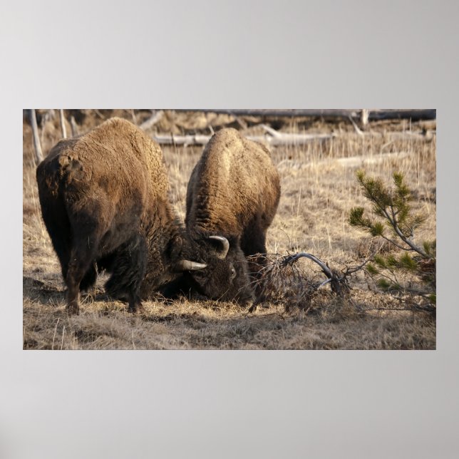 Kopf-Butting Bison - Fine Art Print Poster (Vorne)