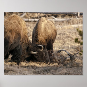 Kopf-Butting Bison - Fine Art Print Poster