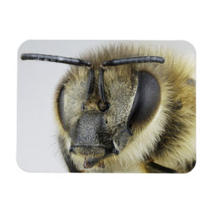 Kopf der Honigbiene Magnet