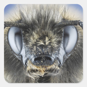 Kopf der Hummel Quadratischer Aufkleber