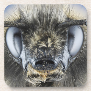 Kopf der Hummel Untersetzer
