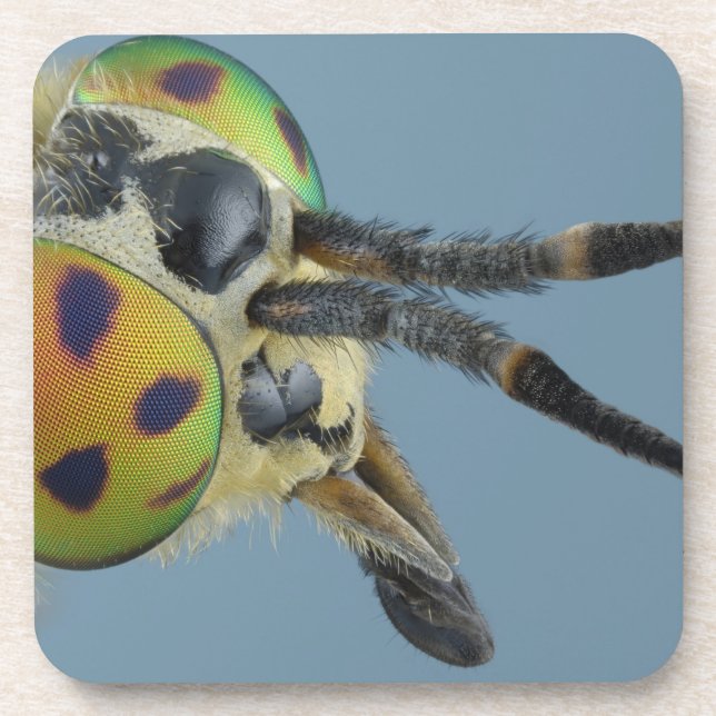 Kopf der Rotwild fliegen Untersetzer (Vorderseite)