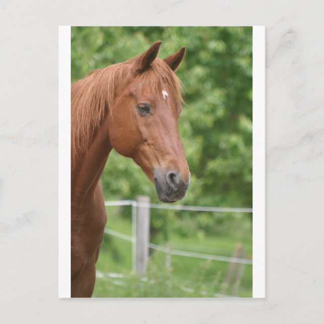 Kopf des braunen Pferdes Postkarte (Vorderseite)