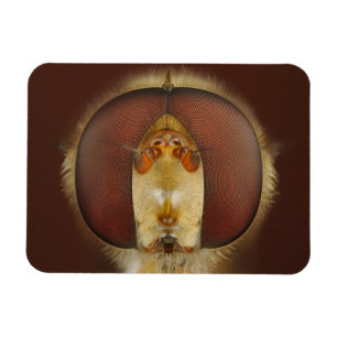 Kopf- und Mischaugen eines Hover Fly Magnet