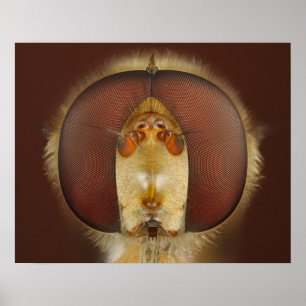 Kopf- und Mischaugen eines Hover Fly Poster