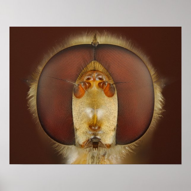 Kopf- und Mischaugen eines Hover Fly Poster (Vorne)