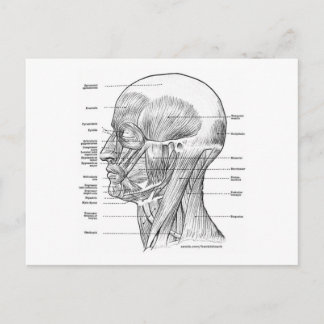 KOPF- UND NACKANATOMIE-T - SHIRT UND -GIFTE POSTKARTE