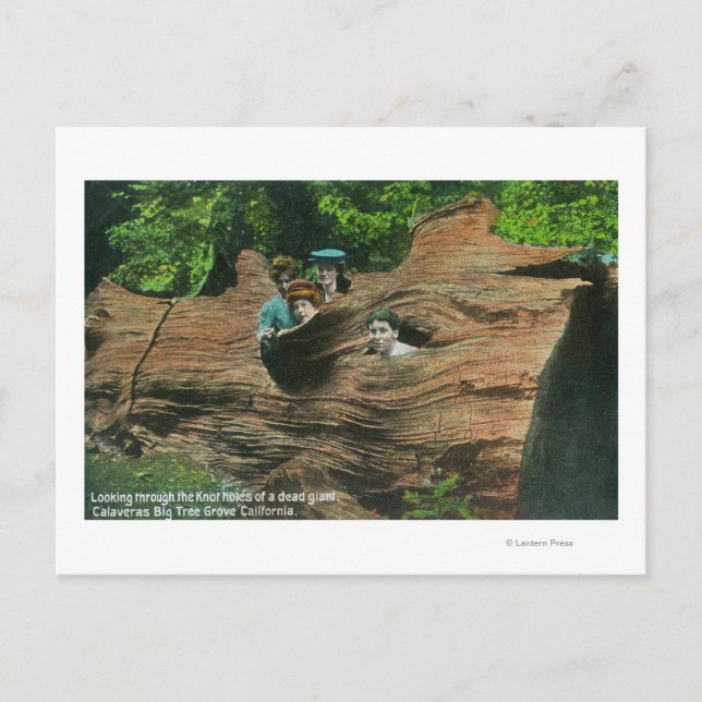 Köpfe, die in den Knochenhühlen des Riesenredwoods Postkarte (Vorderseite)