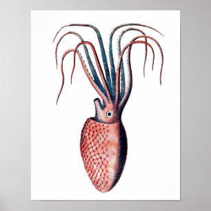 Kopffüßer-Seegeschöpf-Kunst des Kraken-Druck-No.4 Poster