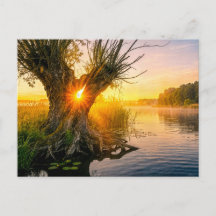 Kopfweide an einem nebligen Fluss bei Sonnenaufgan