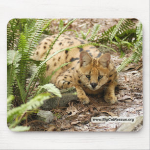 Kopie des Serval 019 Mousepad