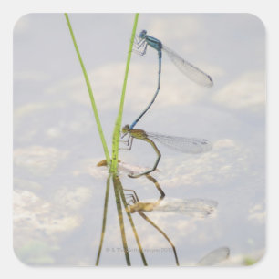 Kopulation von Damselflies Quadratischer Aufkleber